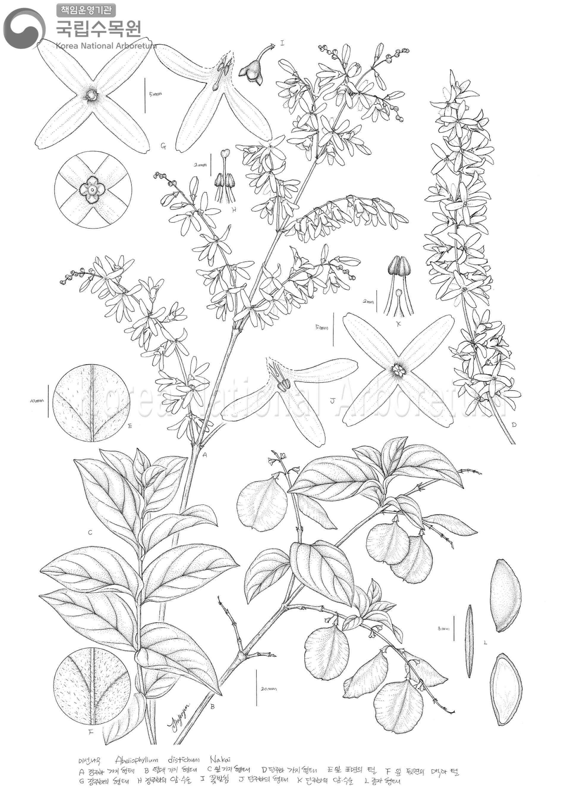 Plant Illustration Detailed View