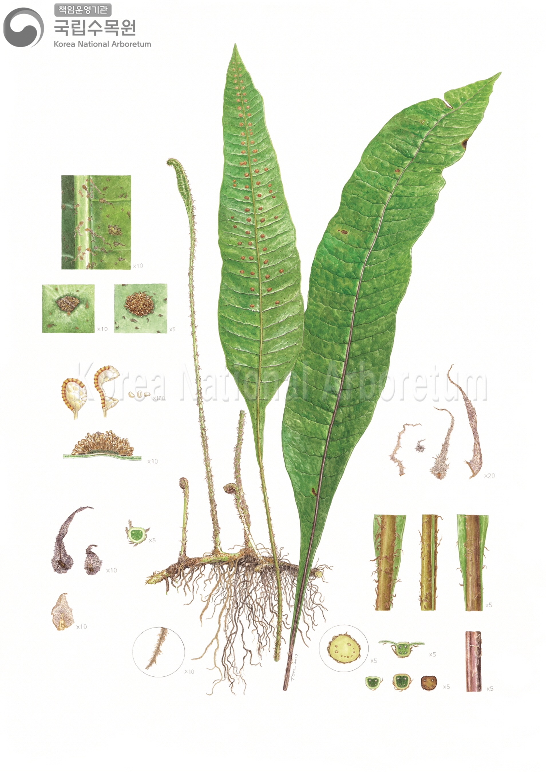 Plant Illustration Detailed View