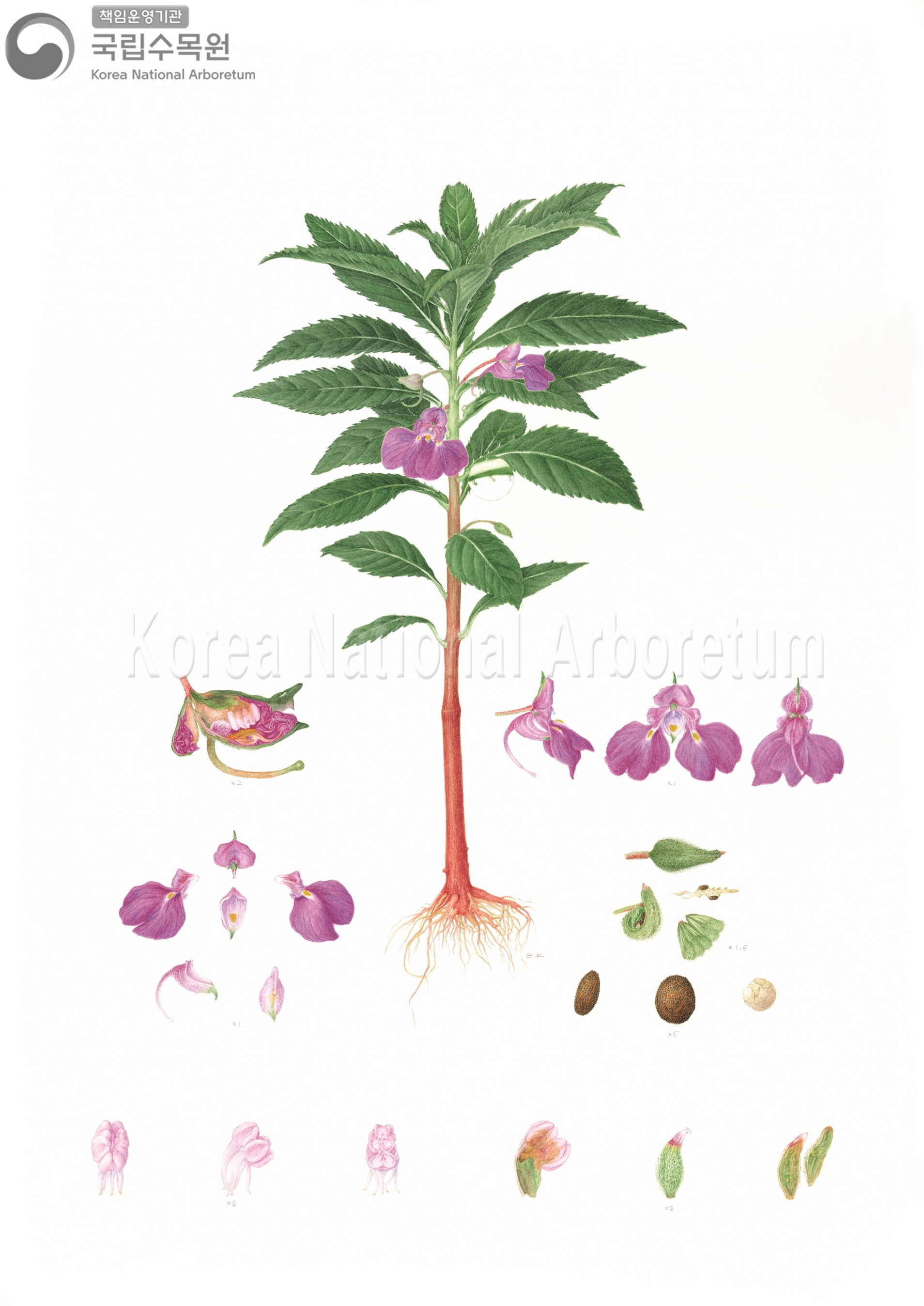 Plant Illustration Detailed View