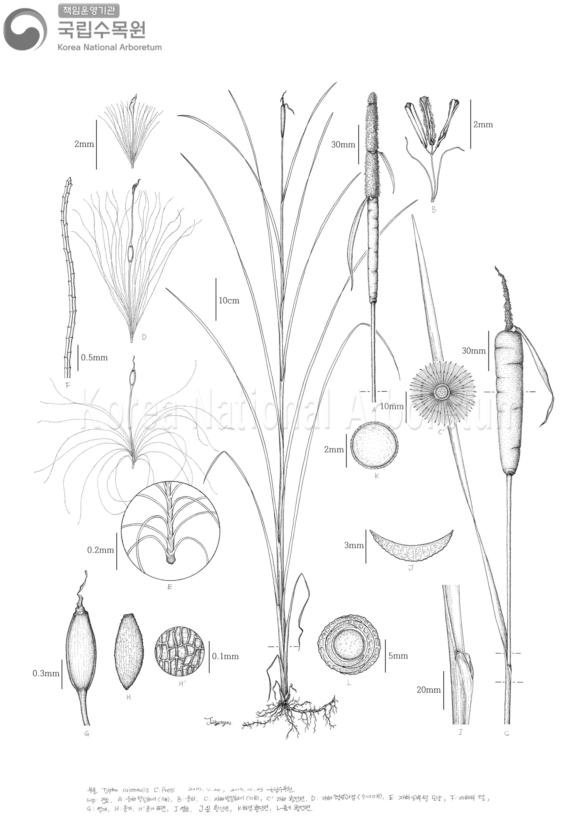 Plant Illustration Detailed View