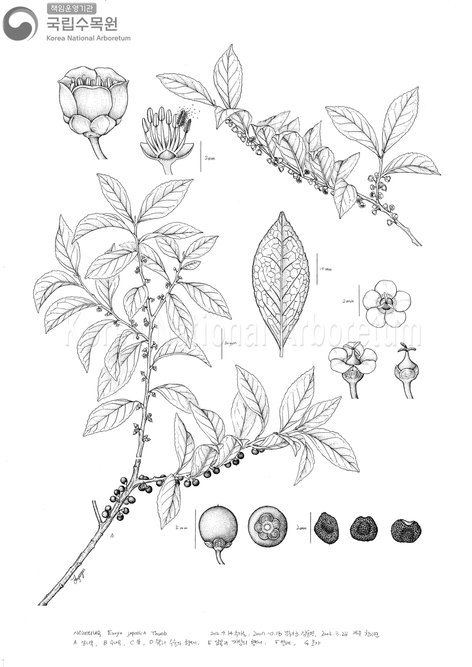 Plant Illustration Detailed View