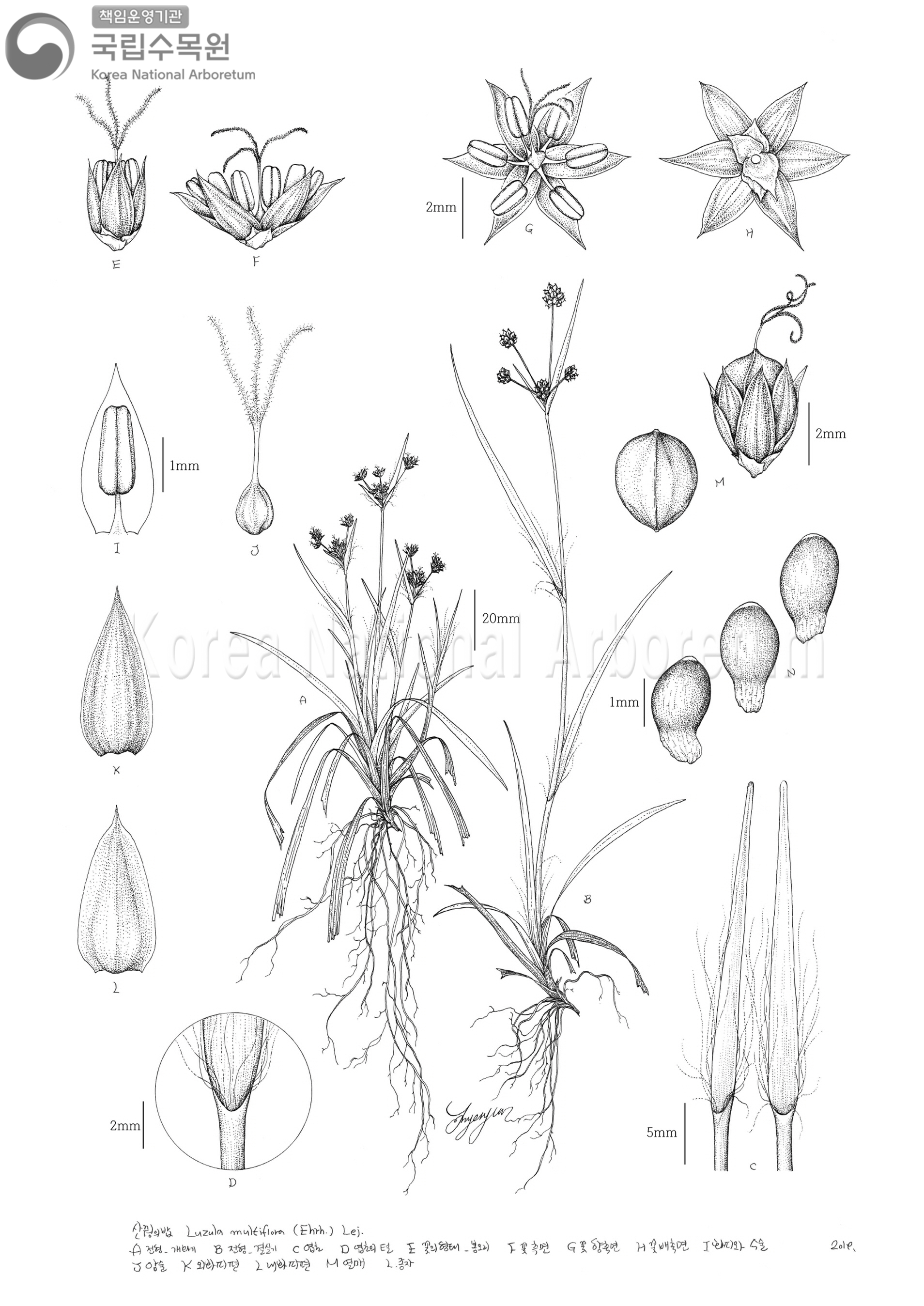 Plant Illustration Detailed View