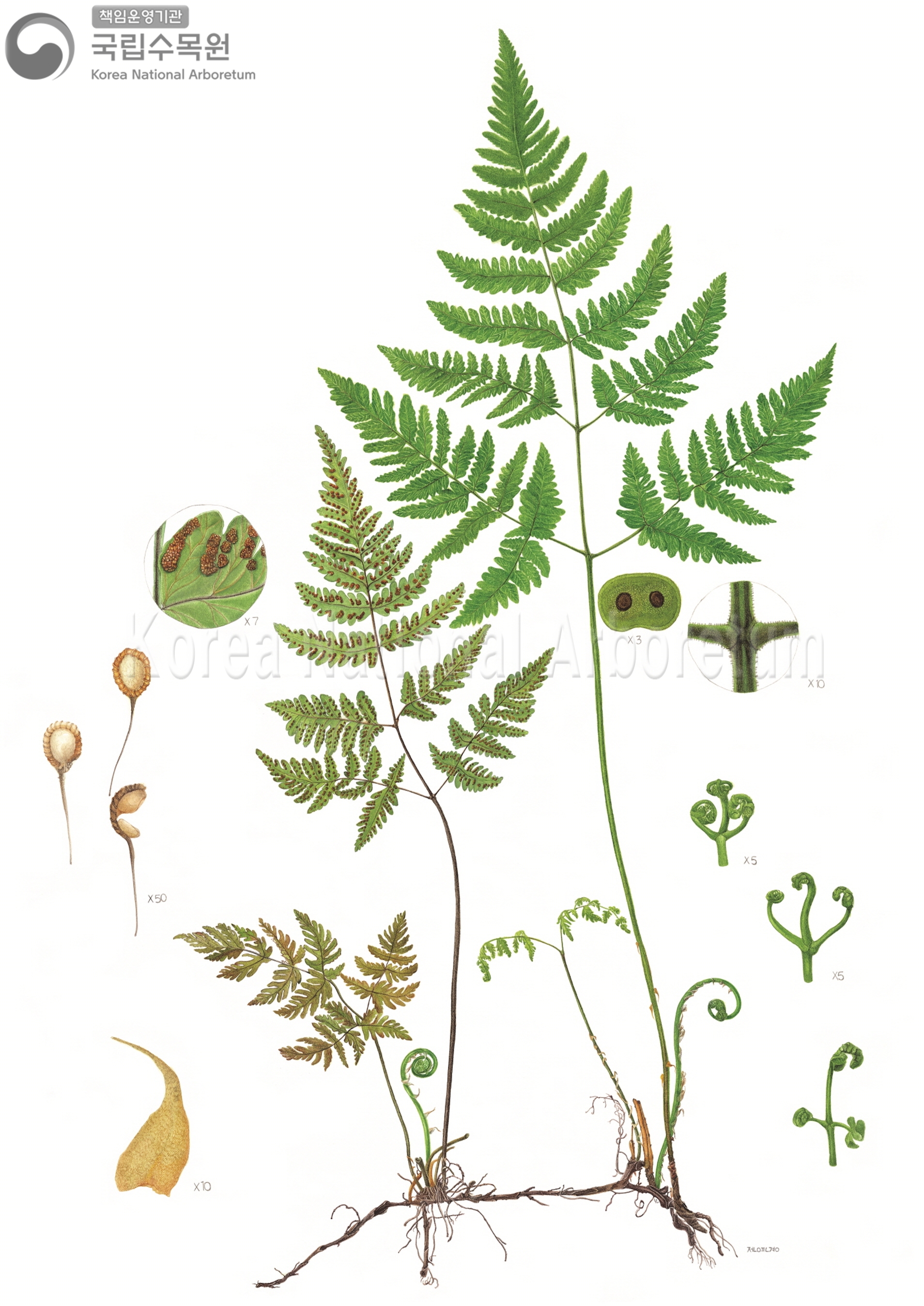 Plant Illustration Detailed View