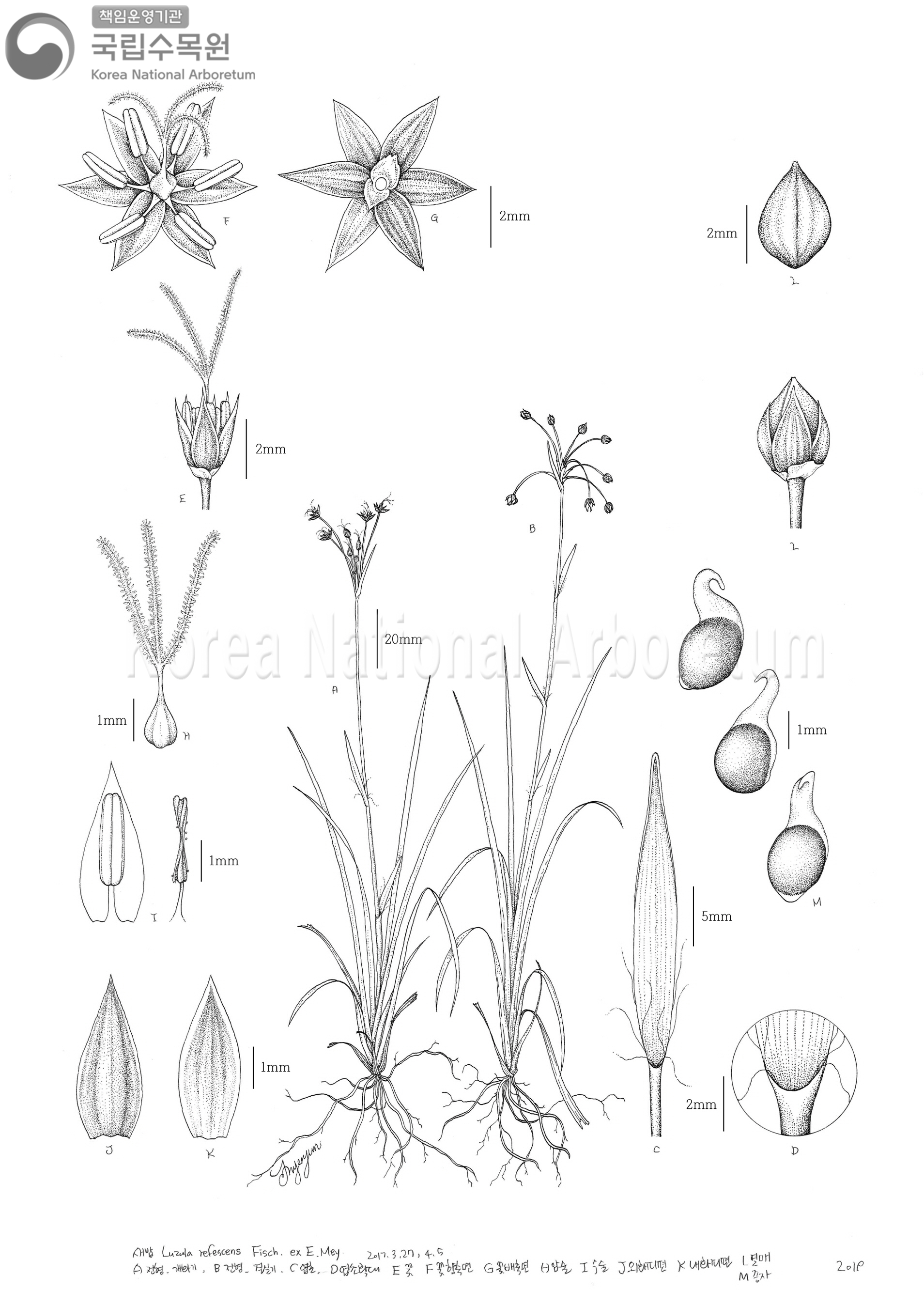 Plant Illustration Detailed View