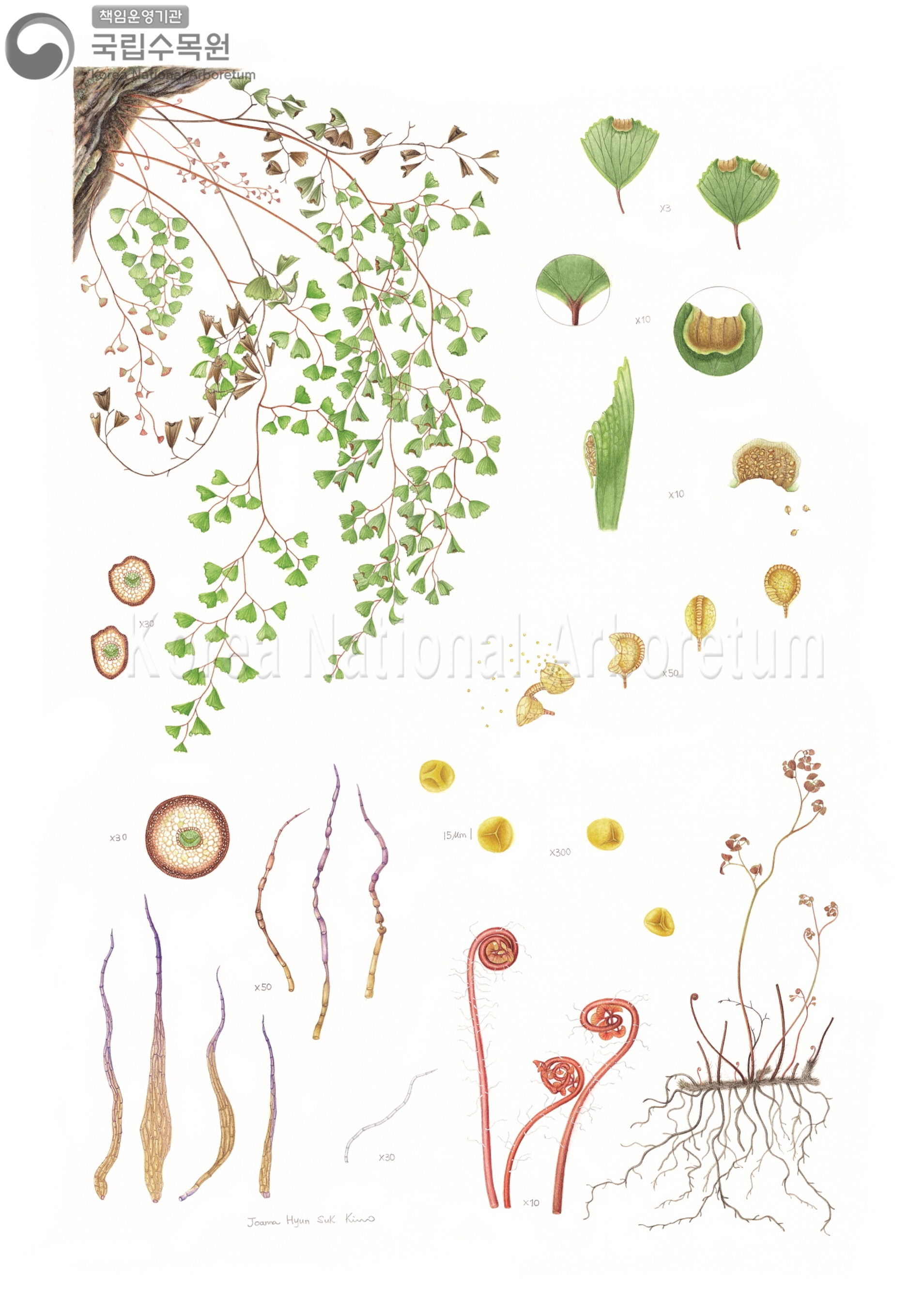 Plant Illustration Detailed View