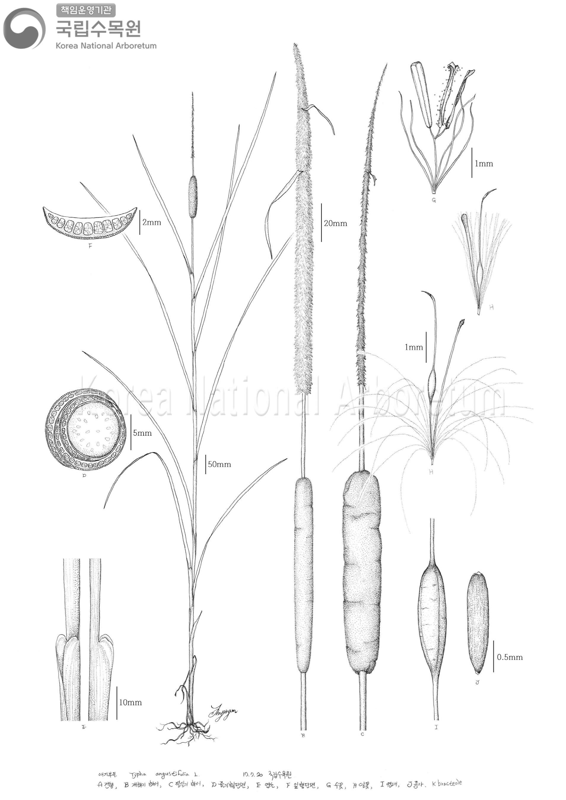 Plant Illustration Detailed View