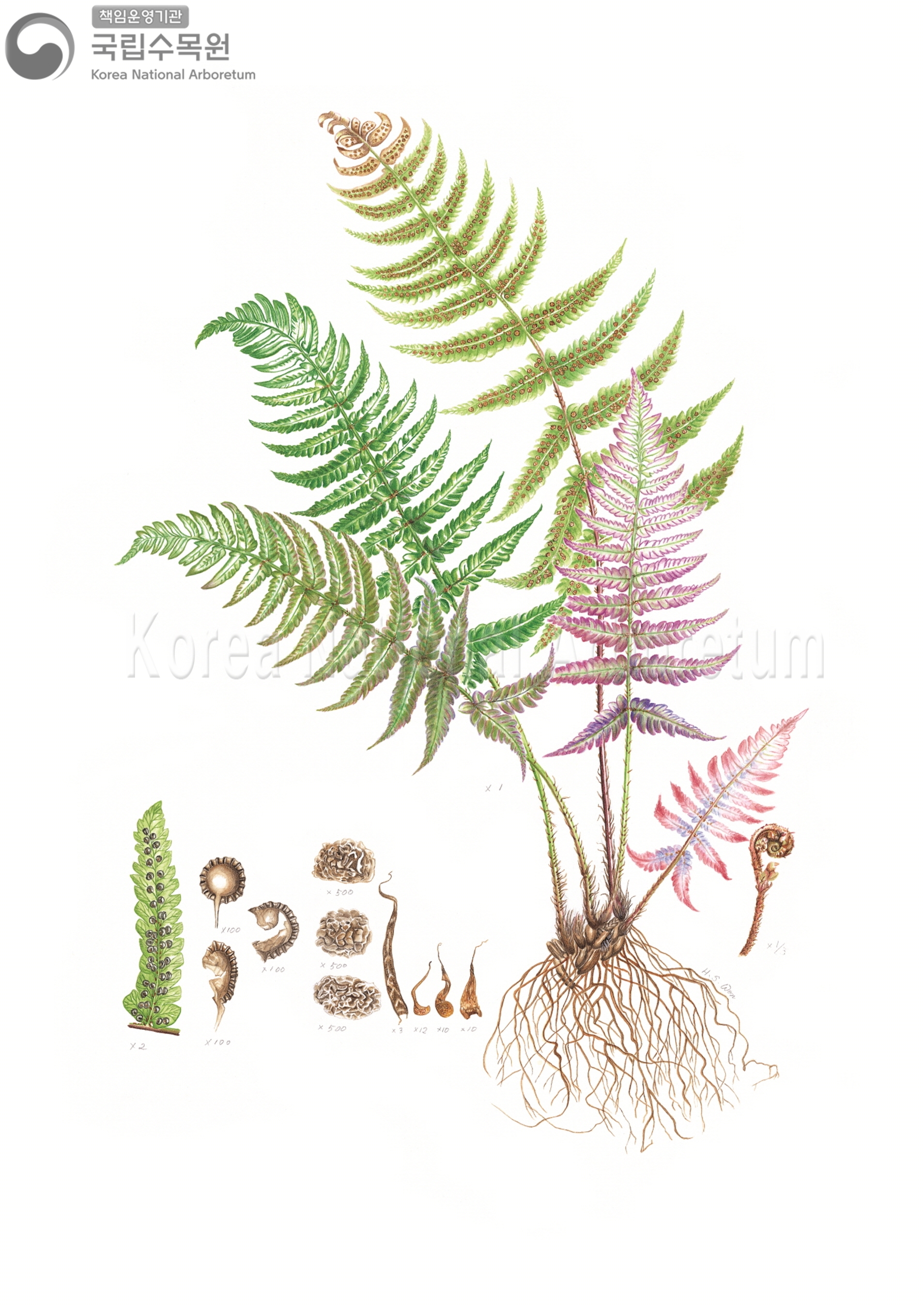 Plant Illustration Detailed View