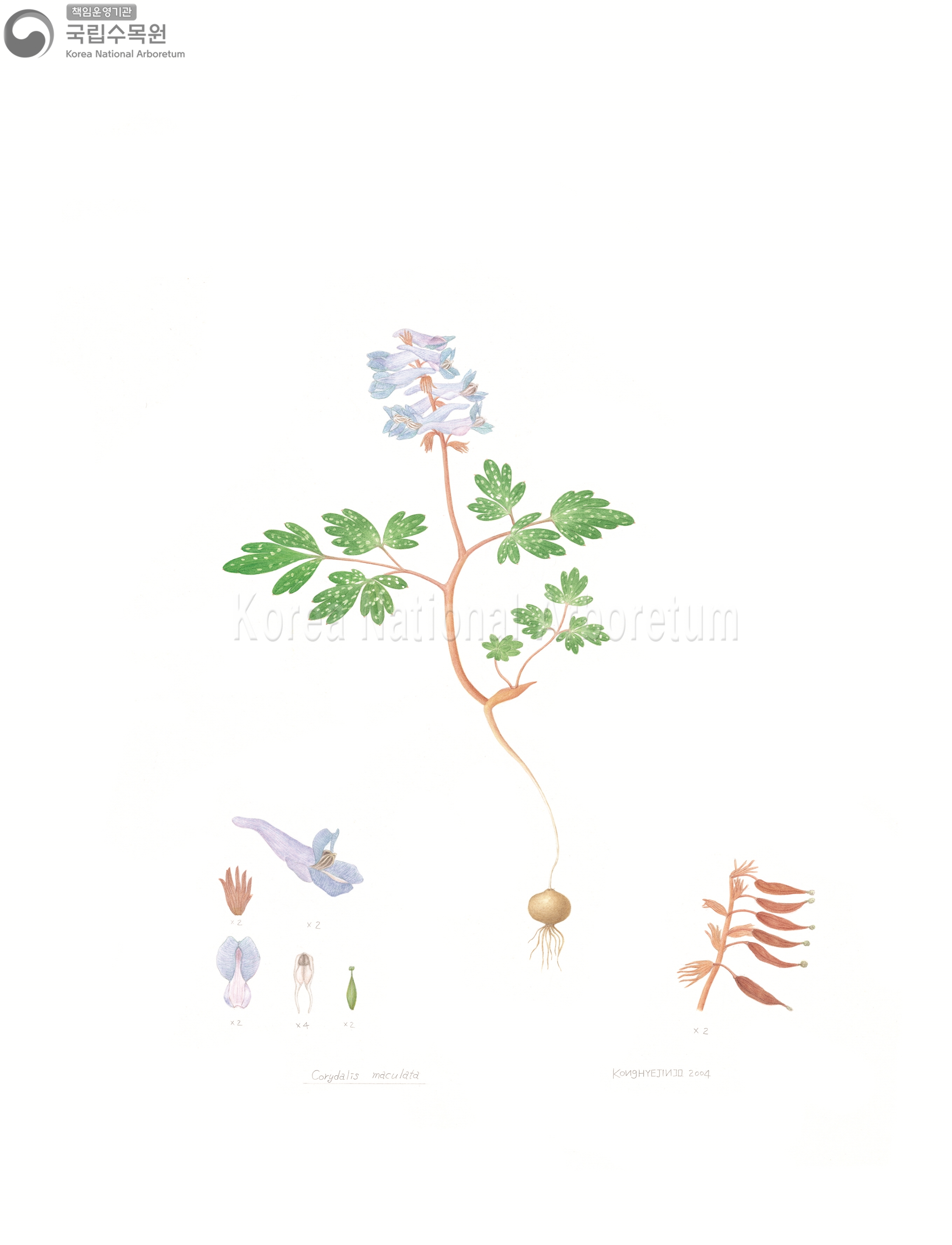 Plant Illustration Detailed View