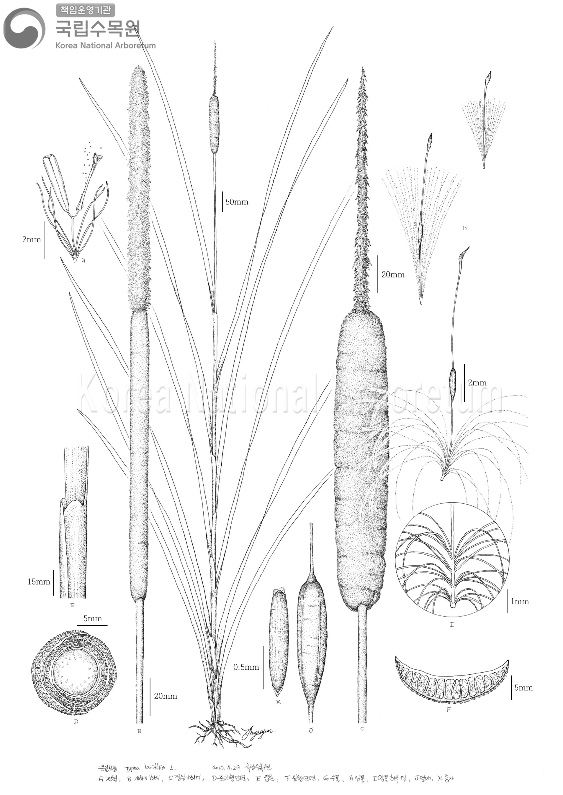 Plant Illustration Detailed View