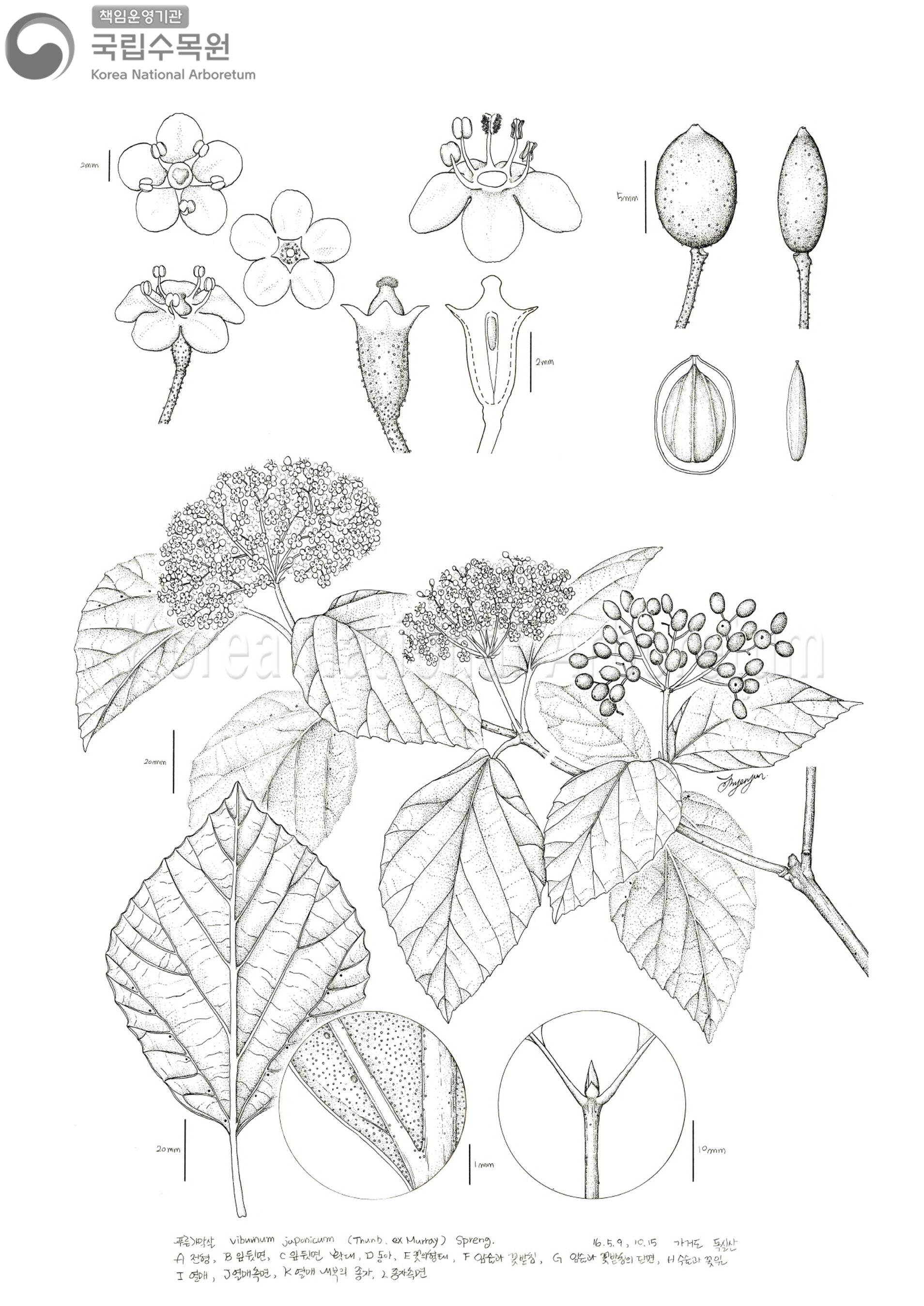 Plant Illustration Detailed View