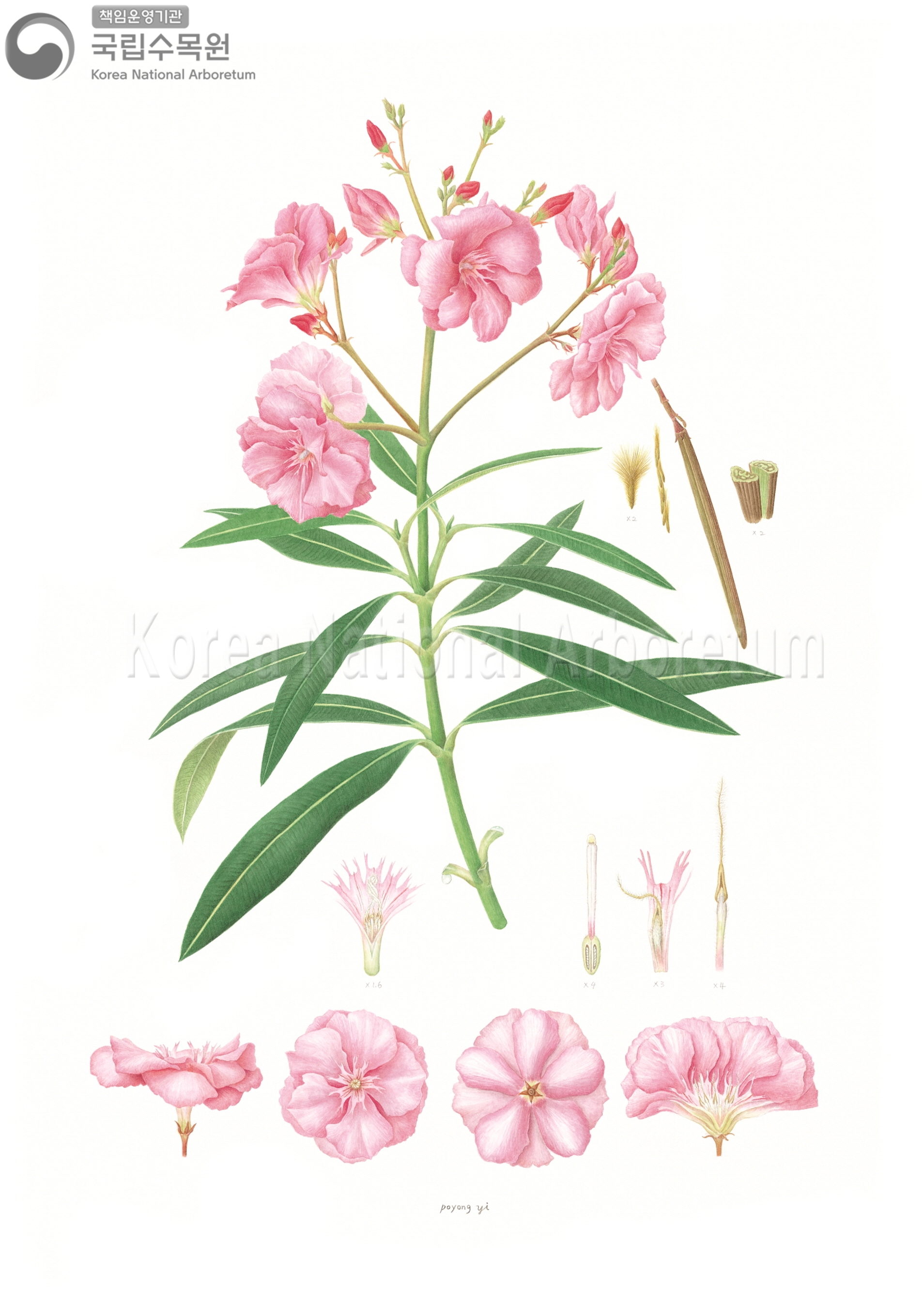 Plant Illustration Detailed View