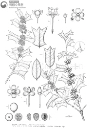 호랑가시나무 세밀화이미지