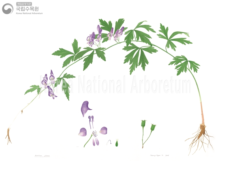 Plant Illustration Detailed View