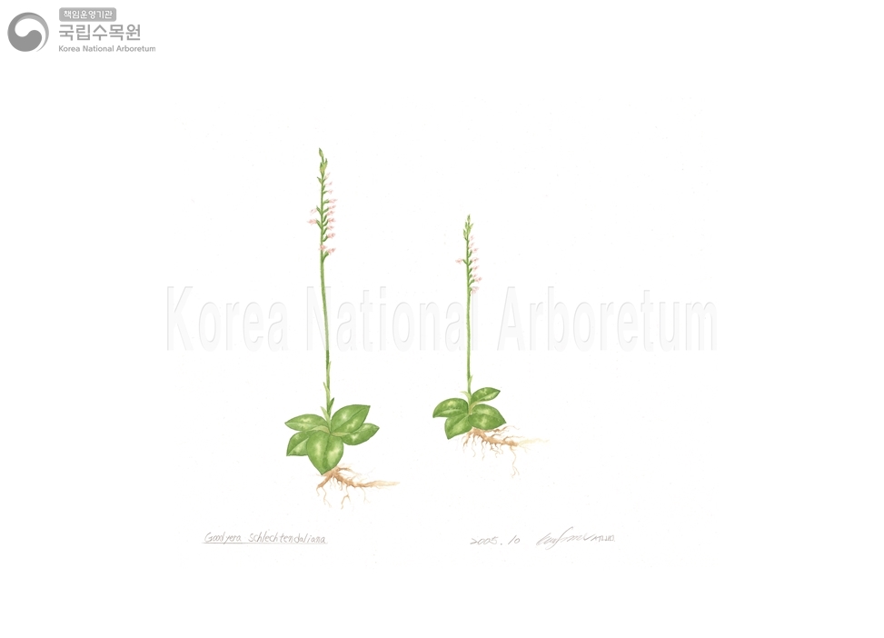 Plant Illustration Detailed View