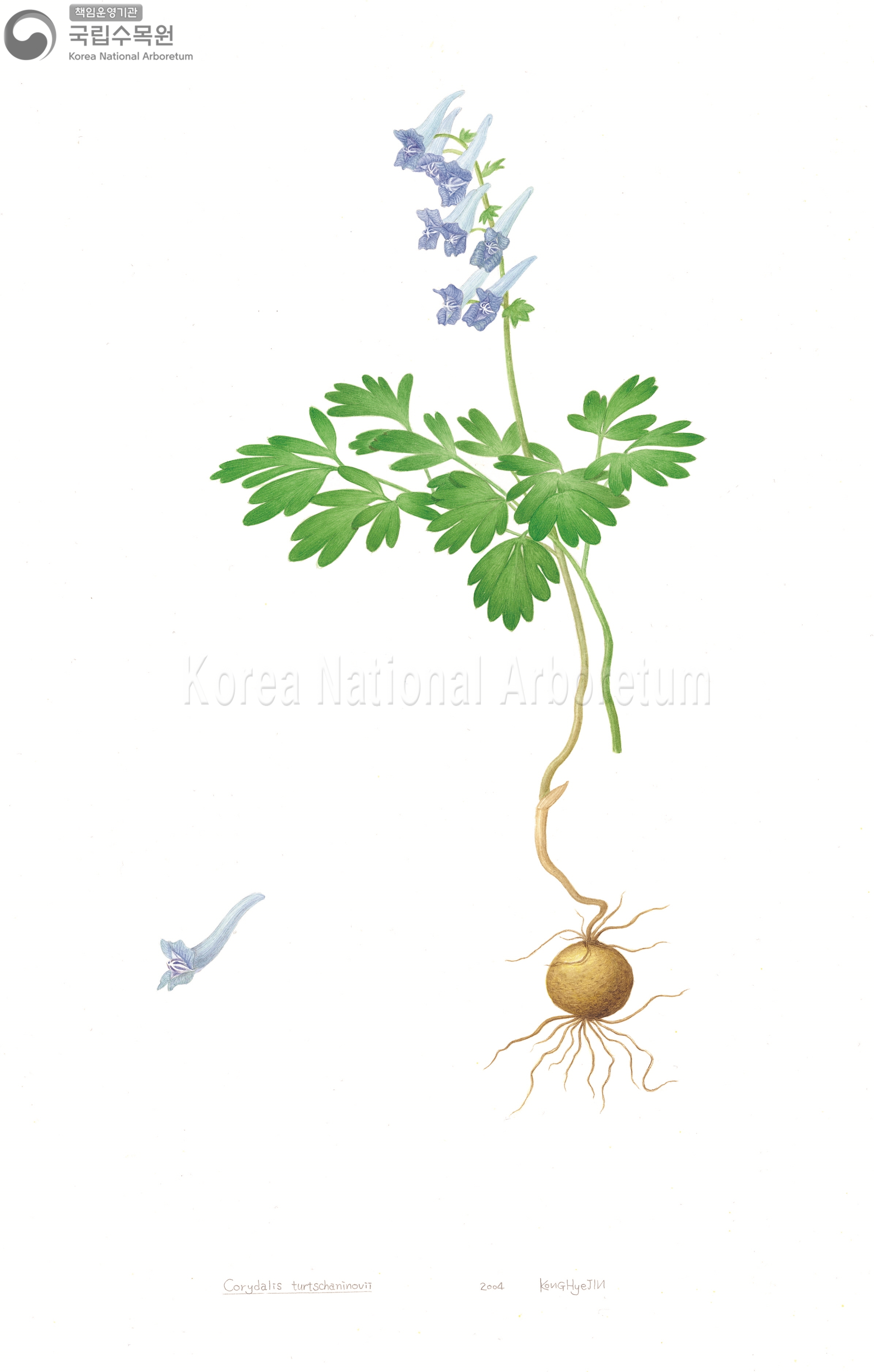 Plant Illustration Detailed View