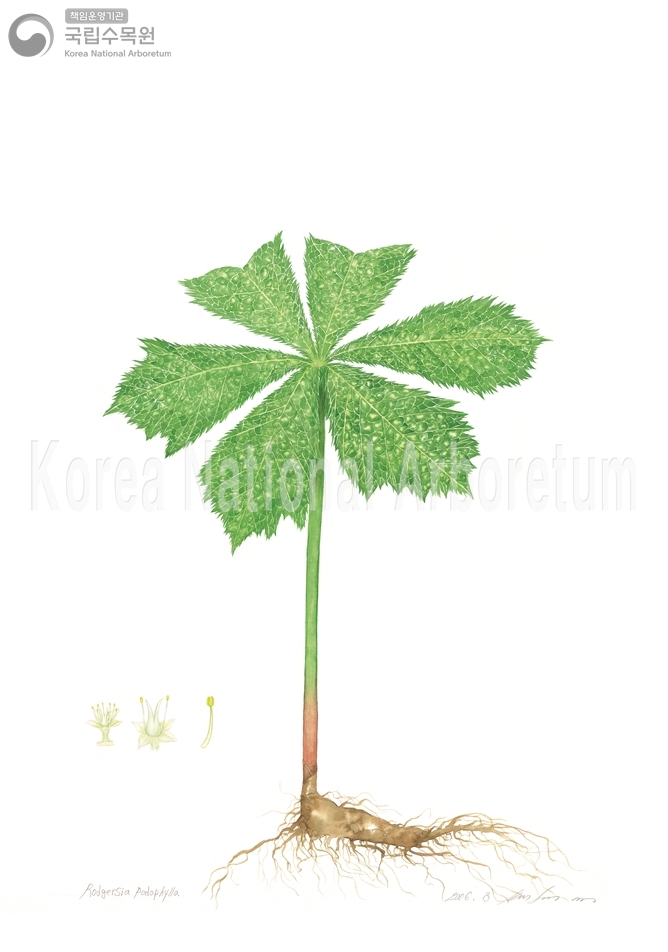 Plant Illustration Detailed View