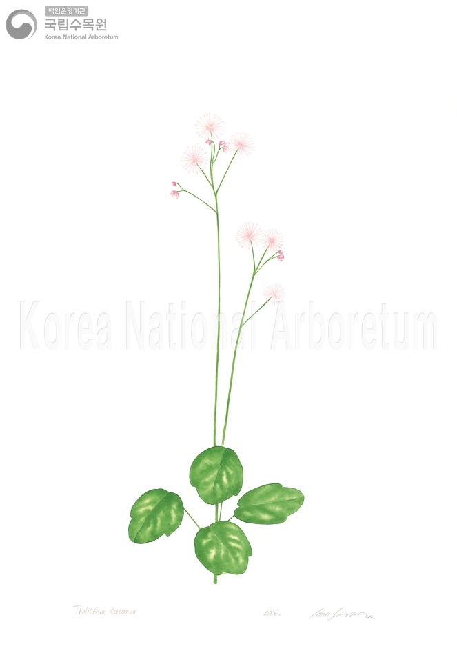 Plant Illustration Detailed View