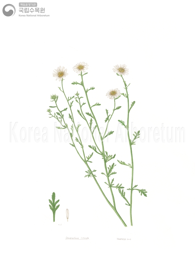 Plant Illustration Detailed View