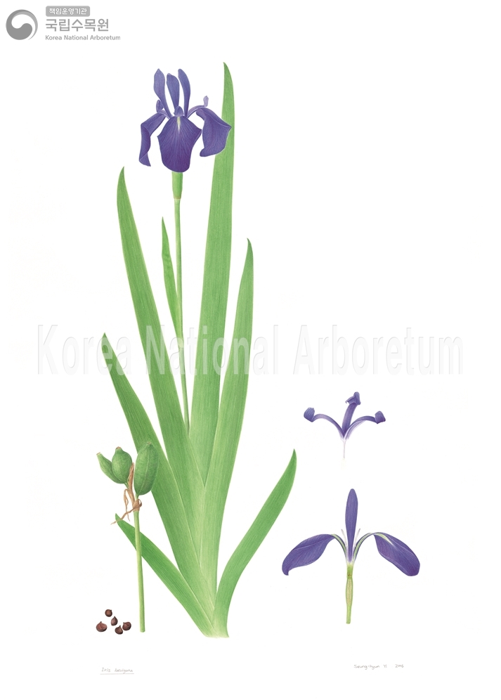 Plant Illustration Detailed View