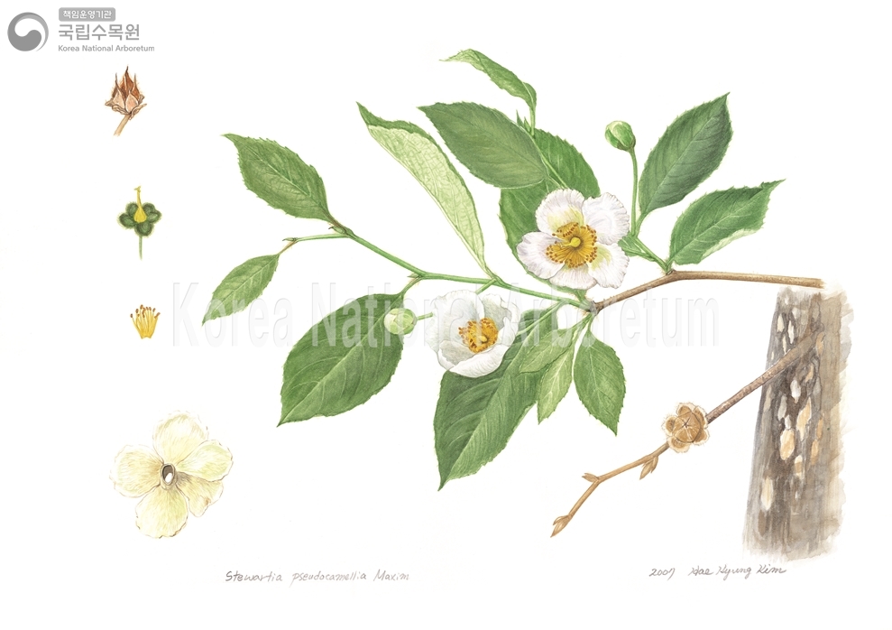 Plant Illustration Detailed View