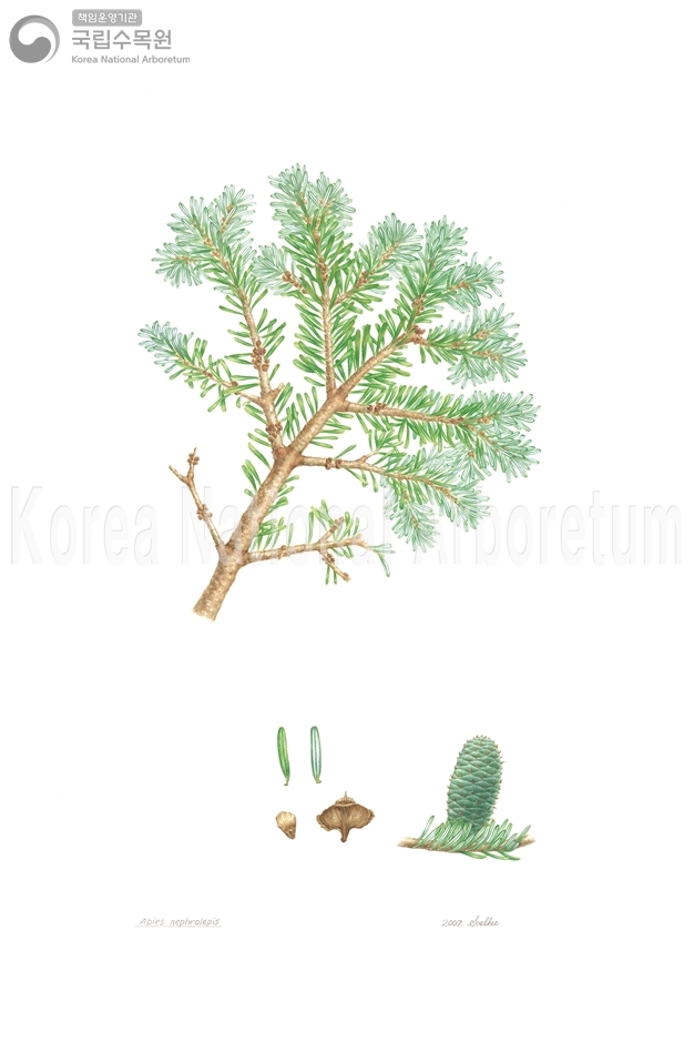 Plant Illustration Detailed View