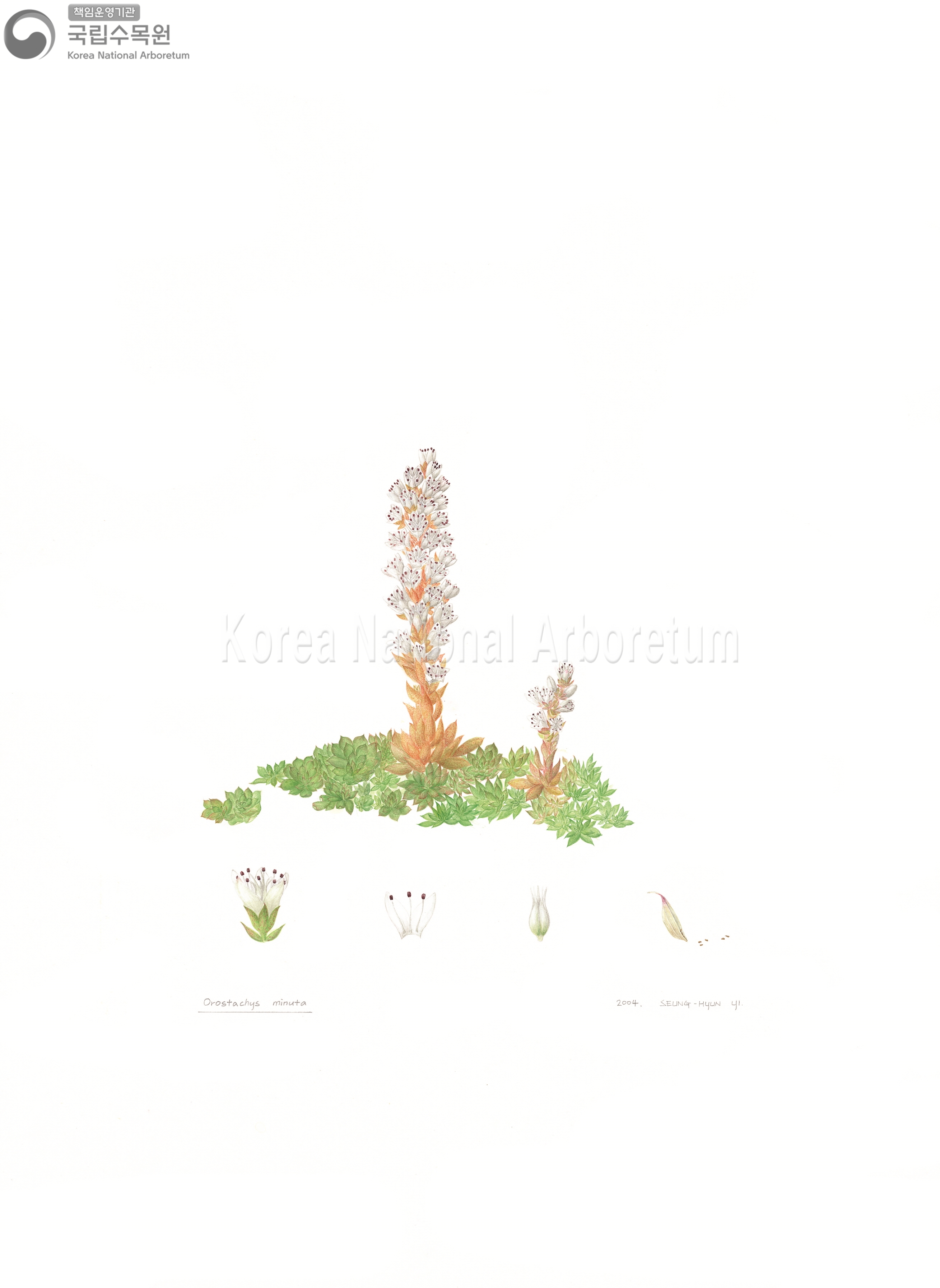 Plant Illustration Detailed View