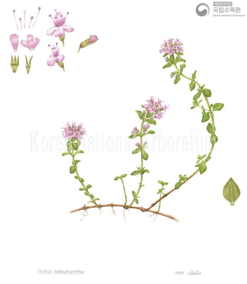 Plant Illustration Detailed View