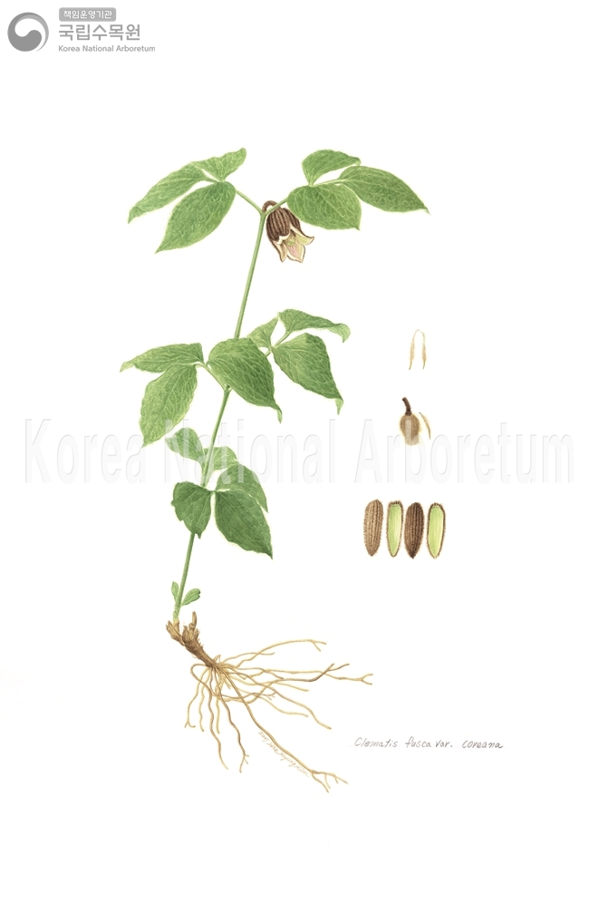 Plant Illustration Detailed View