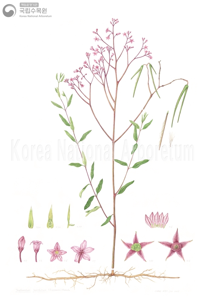 Plant Illustration Detailed View