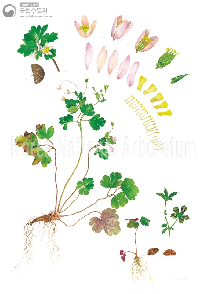 Plant Illustration Detailed View