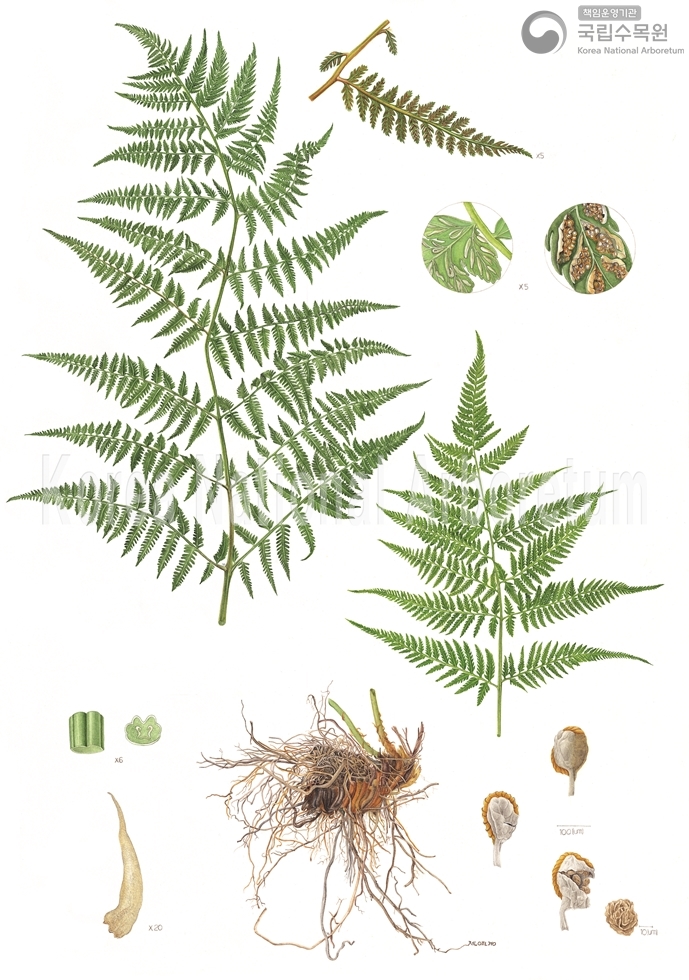 Plant Illustration Detailed View