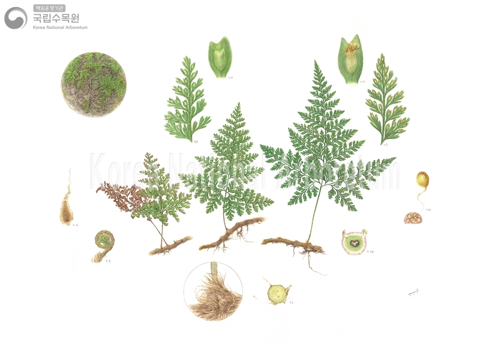 Plant Illustration Detailed View