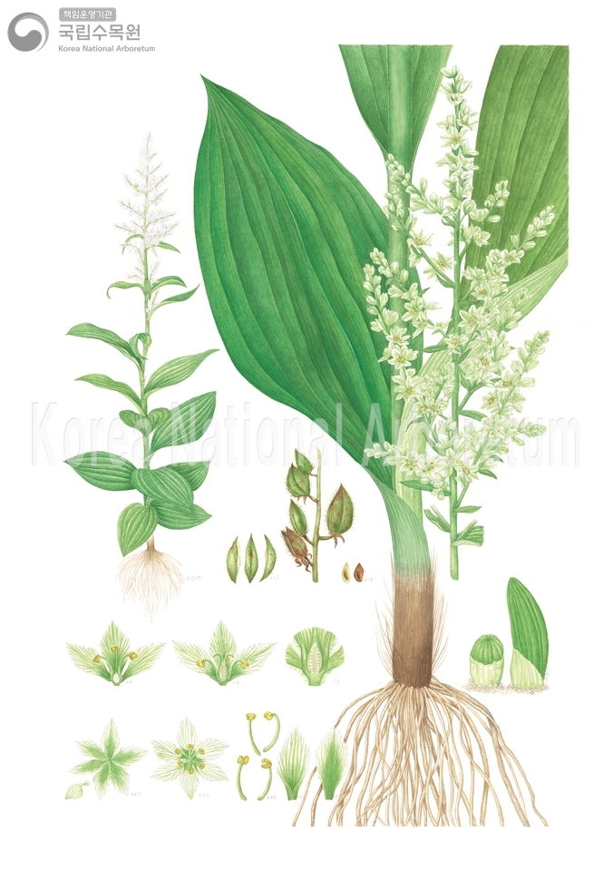 Plant Illustration Detailed View