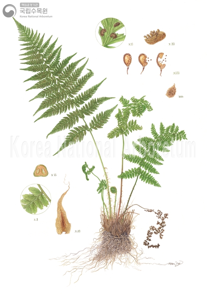 Plant Illustration Detailed View