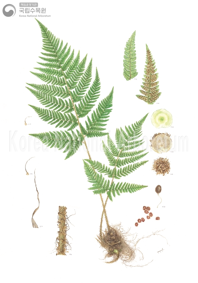 Plant Illustration Detailed View