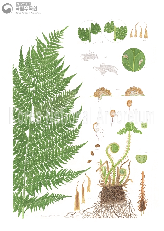 Plant Illustration Detailed View