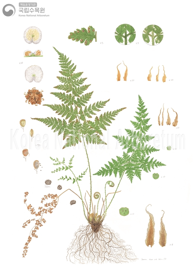 Plant Illustration Detailed View