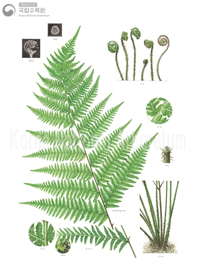 Plant Illustration Detailed View