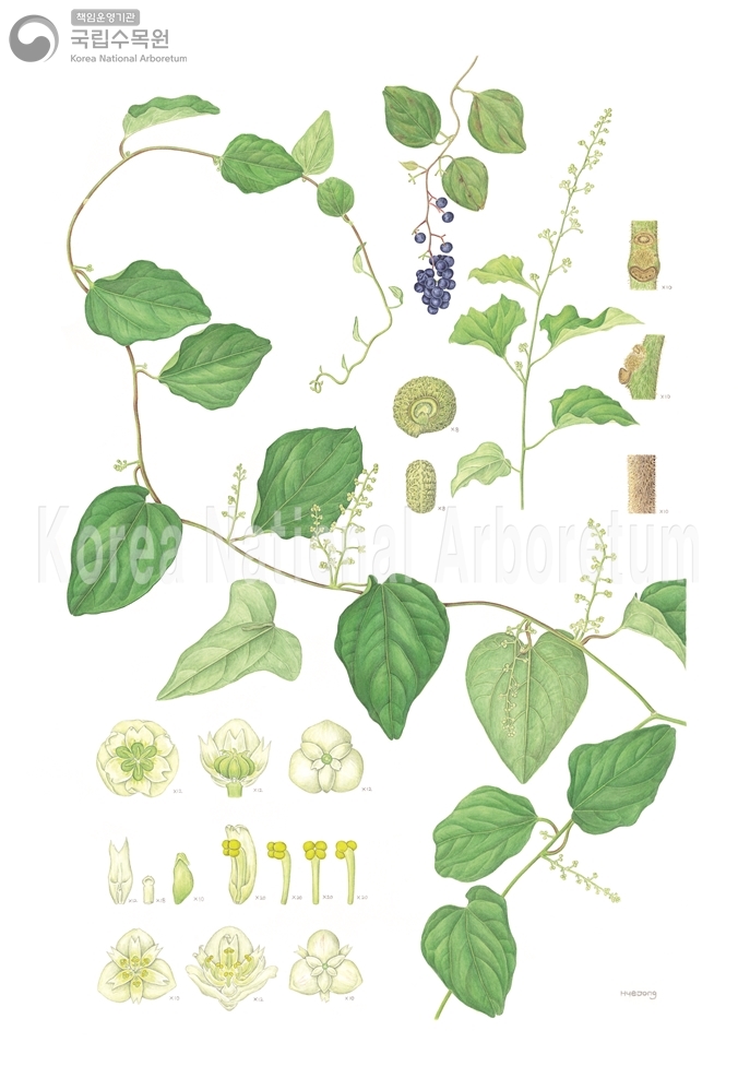 Plant Illustration Detailed View