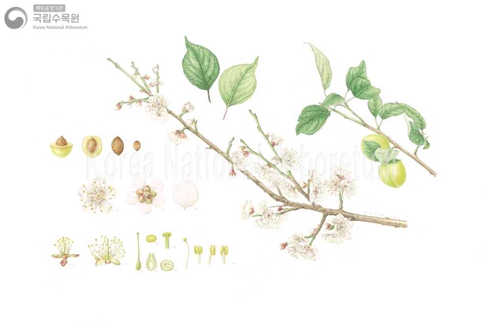 Plant Illustration Detailed View