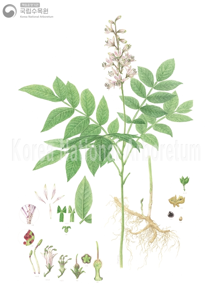 Plant Illustration Detailed View