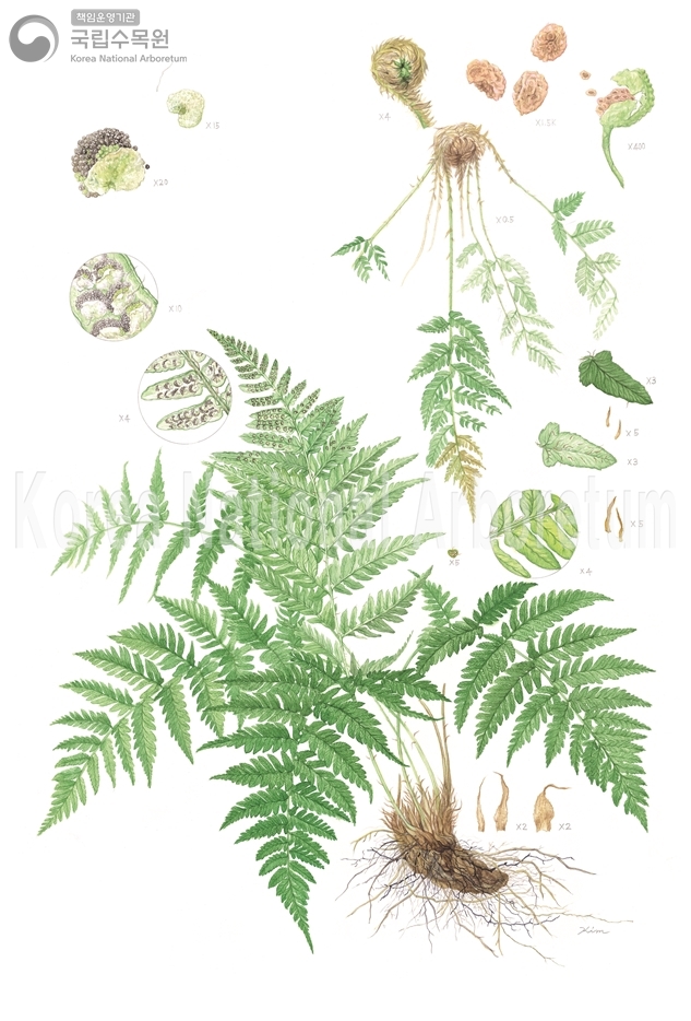 Plant Illustration Detailed View