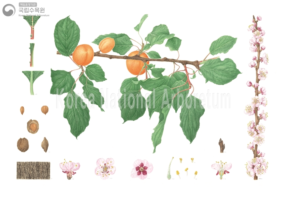 Plant Illustration Detailed View