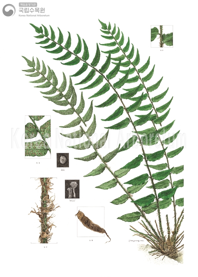 Plant Illustration Detailed View