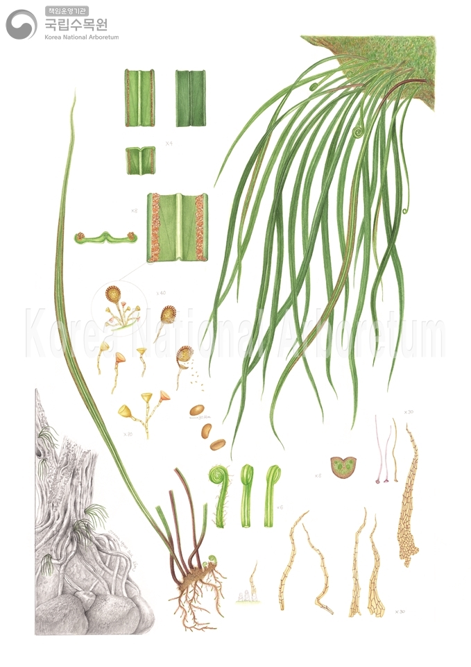 Plant Illustration Detailed View