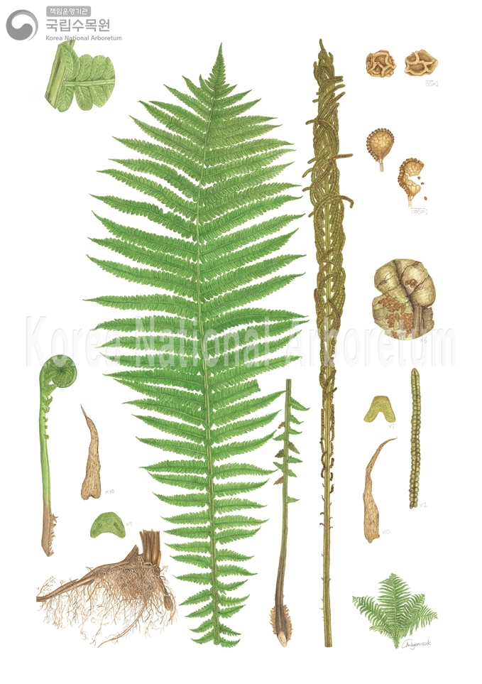 Plant Illustration Detailed View