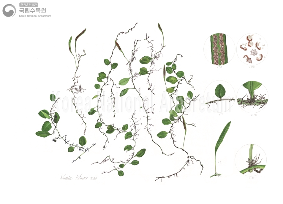 Plant Illustration Detailed View