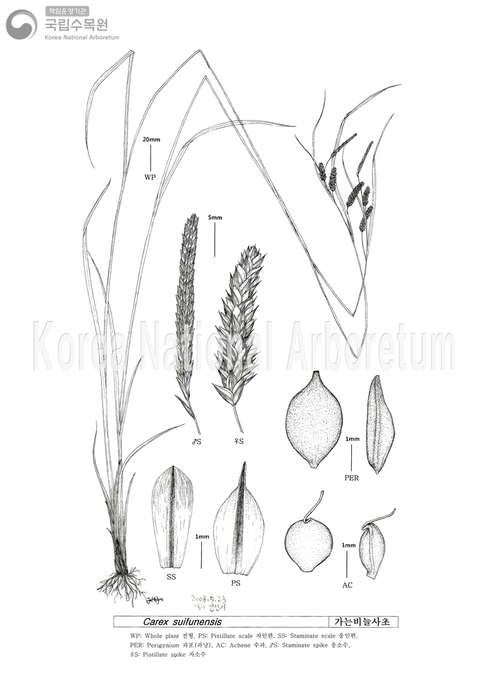 Plant Illustration Detailed View