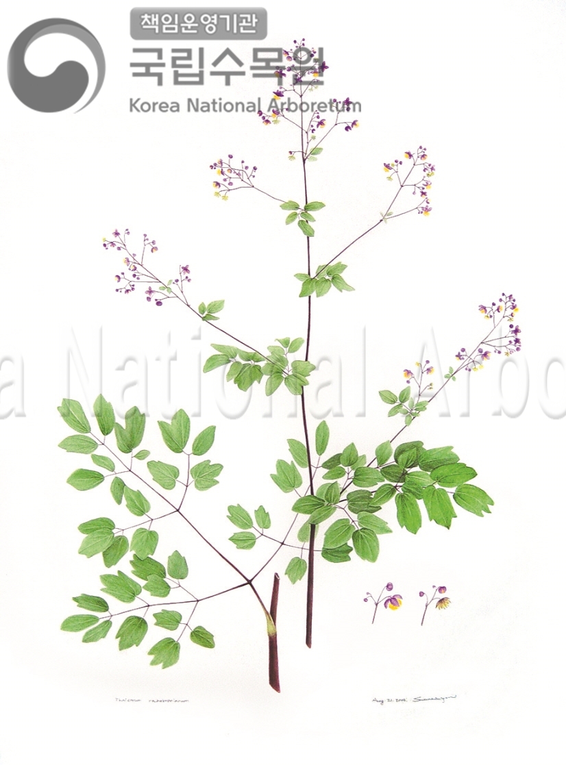 Plant Illustration Detailed View