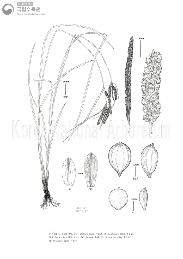 Plant Illustration Detailed View